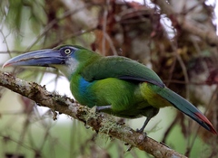 Aulacorhynchus coeruleicinctis