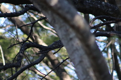 Setophaga coronata auduboni