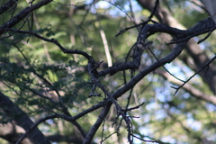 Setophaga coronata auduboni