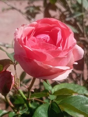 Rosa
