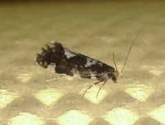 Triaxomera fulvimitrella