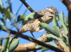 Campylorhynchus gularis