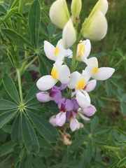 Lupinus mutabilis
