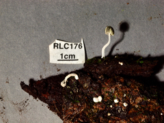 Mycena chloroxantha