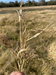 Urochloa ramosa