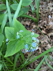 Brunnera