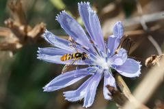 Sphaerophoria rueppellii