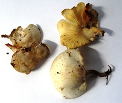 Ossicaulis lignatilis