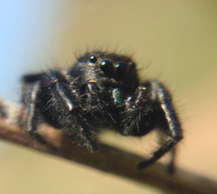 Phidippus johnsoni