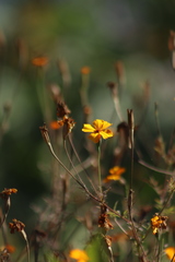 Tagetes lunulata