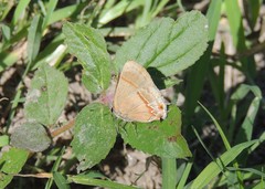 Lamprospilus collucia