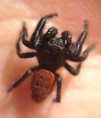 Phidippus johnsoni
