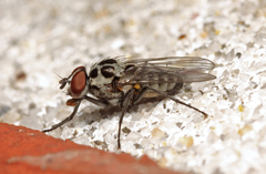 Anthomyia pluvialis