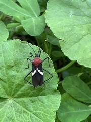 Leptoscelis militaris