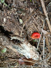 Leratiomyces erythrocephalus