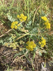 Cymopterus longipes