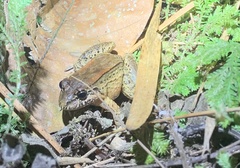 Leptodactylus ventrimaculatus