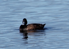 Netta erythrophthalma