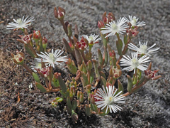 Delosperma carterae