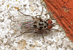 Anthomyia pluvialis