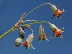 Tulbaghia acutiloba