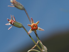 Tulbaghia acutiloba