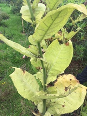 Nicotiana tabacum