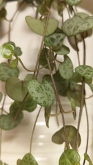 Ceropegia linearis