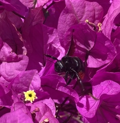Xylocopa augusti