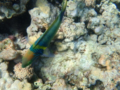 Thalassoma hebraicum