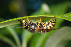 Dolichovespula alpicola