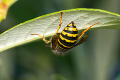 Dolichovespula alpicola