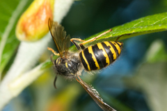 Dolichovespula alpicola