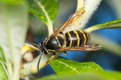 Dolichovespula alpicola