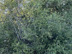 Magnoliopsida