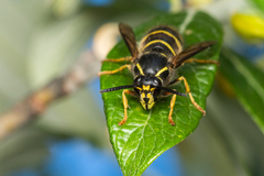 Dolichovespula alpicola
