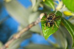 Dolichovespula alpicola