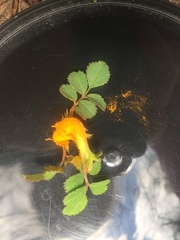 Phragmidium mucronatum