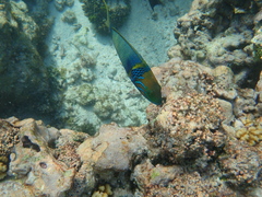 Thalassoma hebraicum