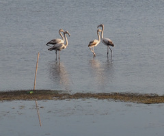 Phoenicopterus roseus
