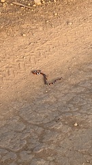 Micrurus dissoleucus melanogenys