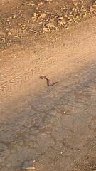 Micrurus dissoleucus melanogenys