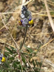 Monnina philippiana