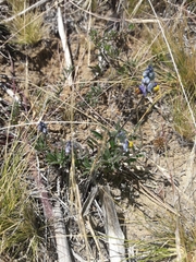 Monnina philippiana