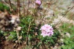 Armeria pubinervis