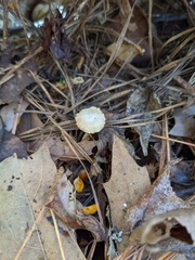 Heliocybe