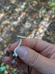 Heliocybe