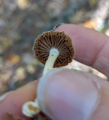 Heliocybe
