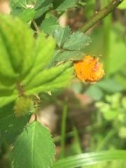 Phragmidium mucronatum