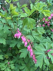 Lamprocapnos spectabilis